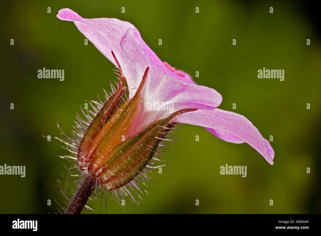 Geranium robertianum flower, Herb-Robert, Red Robin, Death come quickly, Storksbill, Stock Photo