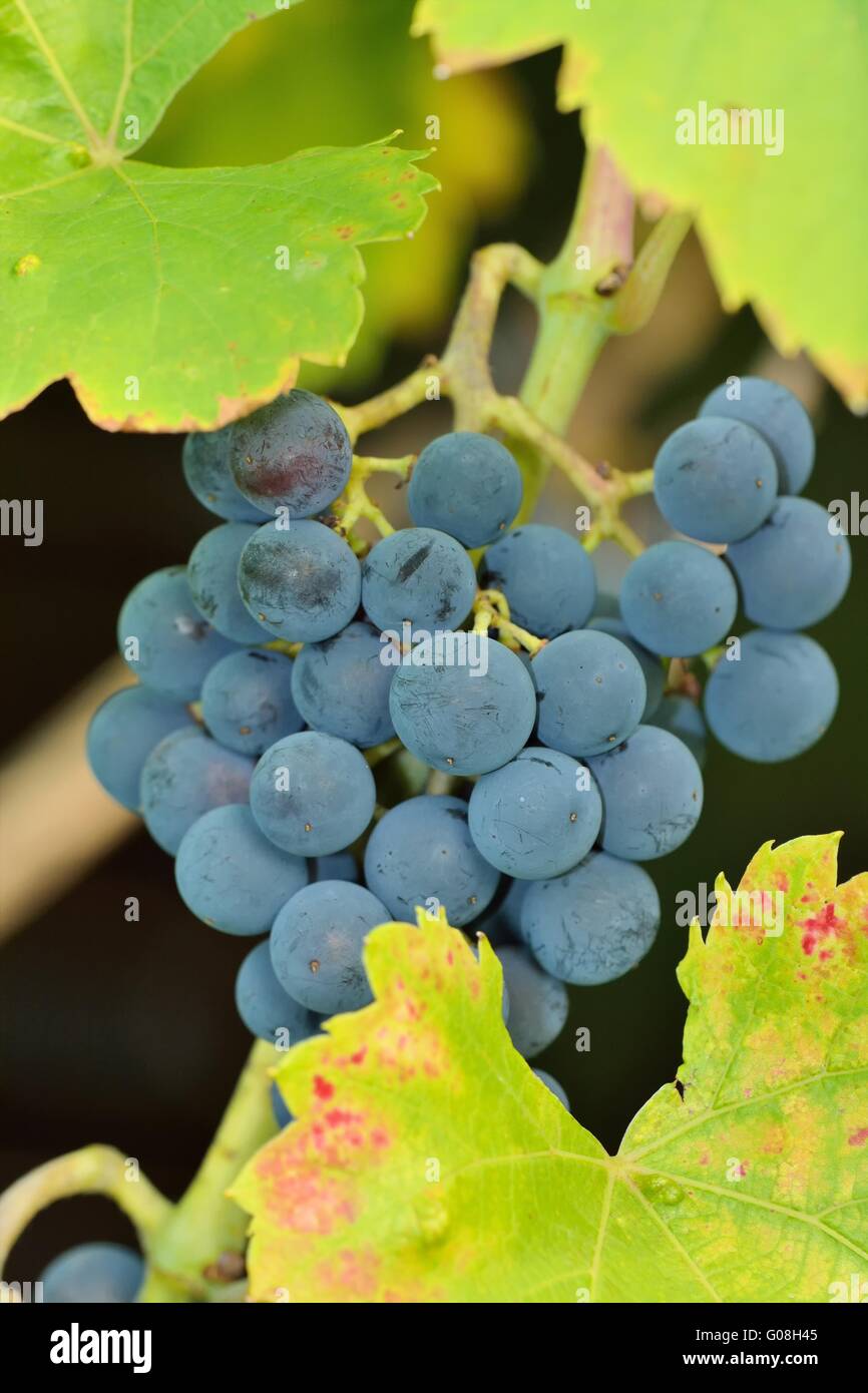 red grape Stock Photo