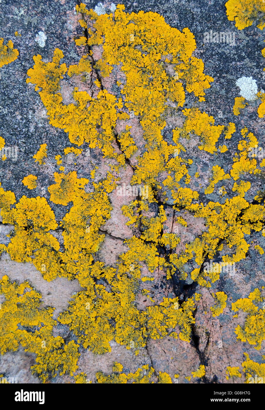 Background Texture Of Yellow Lichen On A Rock Stock Photo - Alamy