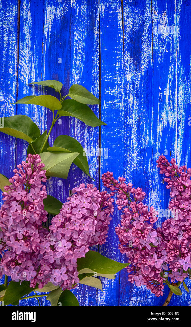 Wooden blue retro background with blossoming branch of lilac Stock Photo