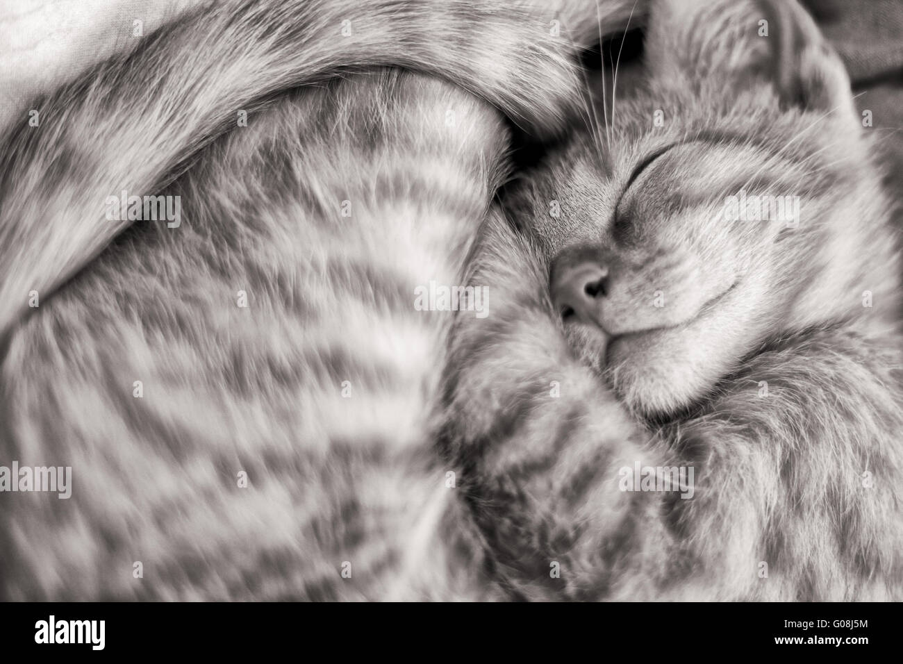 Sweet Dreams Stock Photo
