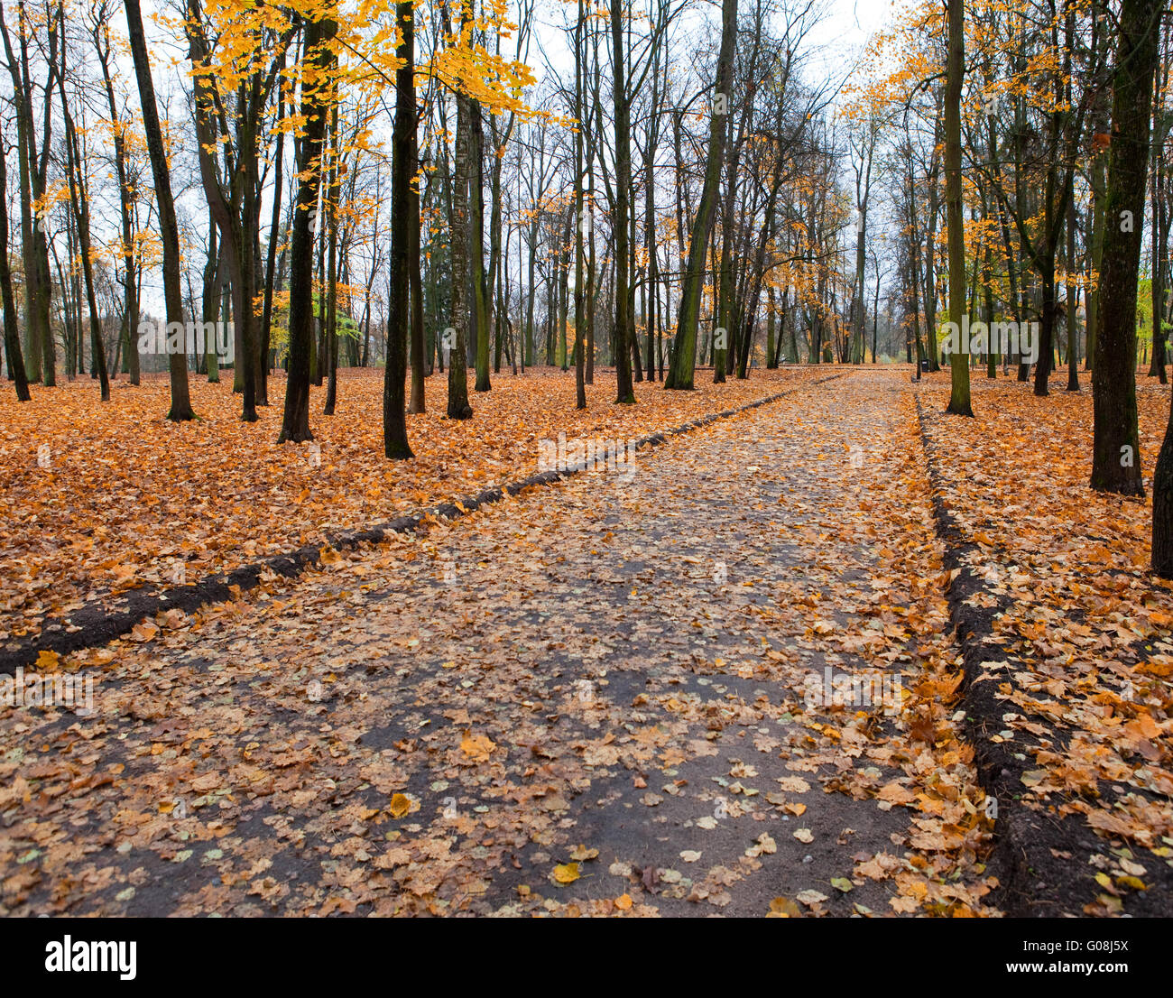 The road covered with leaves, in autumn park Stock Photo - Alamy