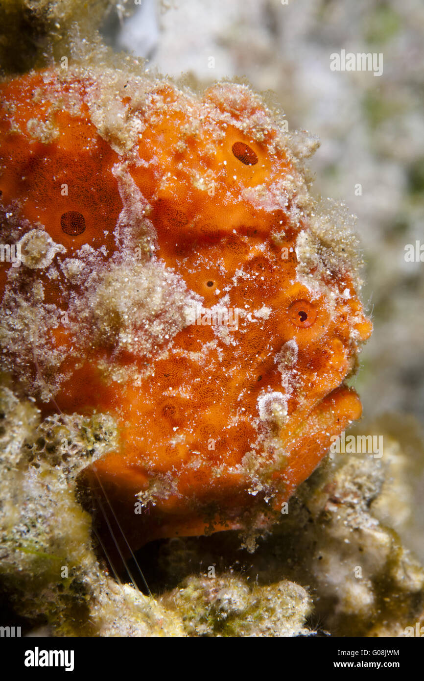 Red Head Stock Photo Alamy