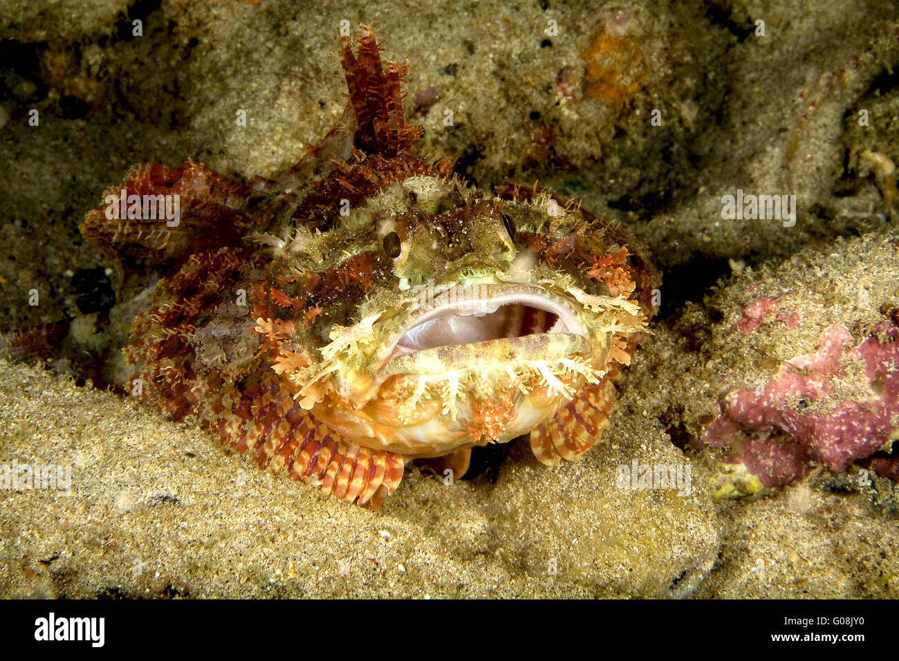 He is hungry Stock Photo - Alamy