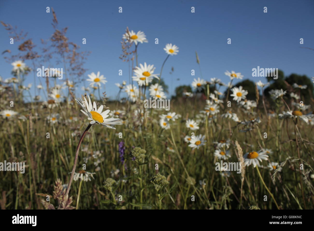 hayfield Stock Photo