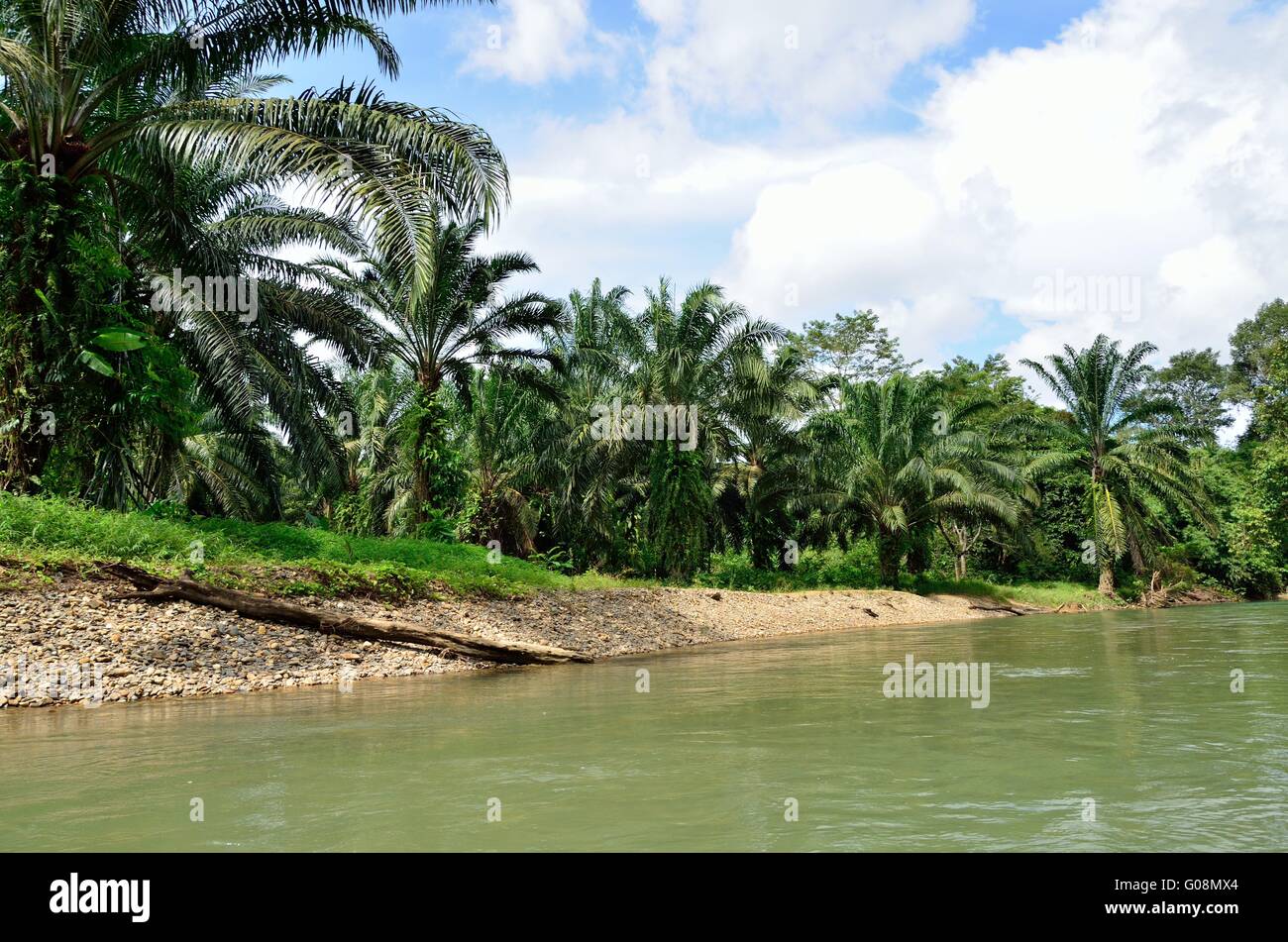 Jungle holidays hi-res stock photography and images - Alamy