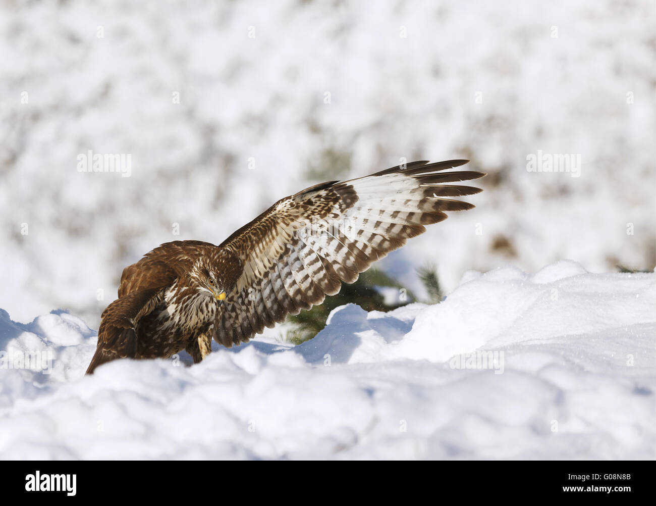 common buzzard in the snow Stock Photo
