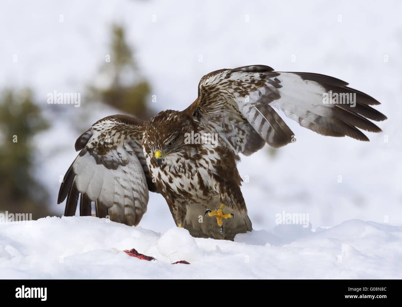 common buzzard in the snow Stock Photo