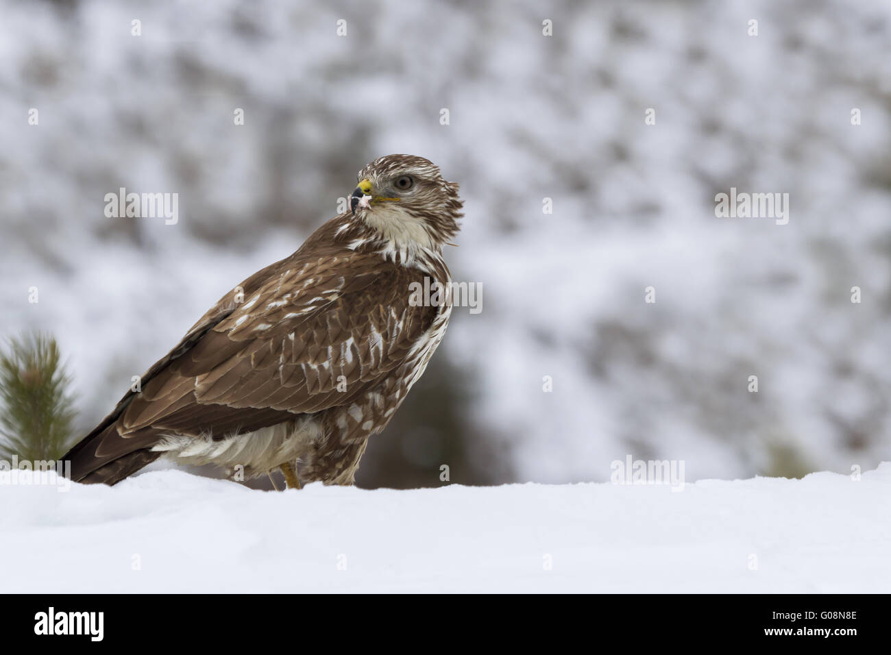 common buzzard in the snow Stock Photo