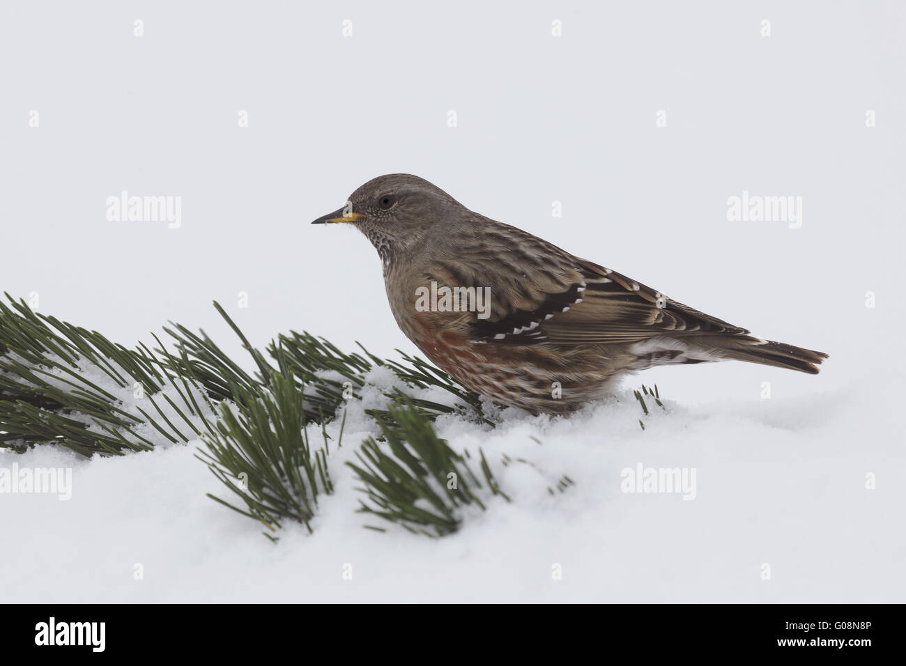 alpine accentor in the snow Stock Photo