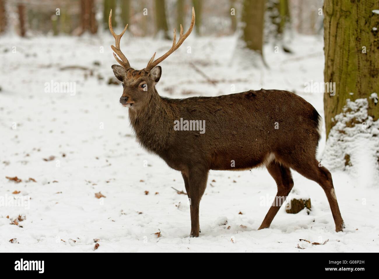 sika deer Stock Photo