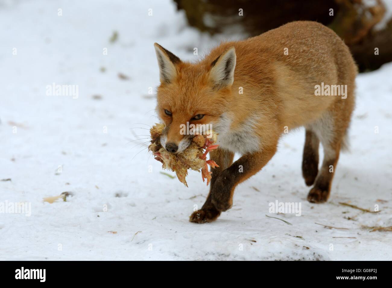 red fox with chicklets Stock Photo