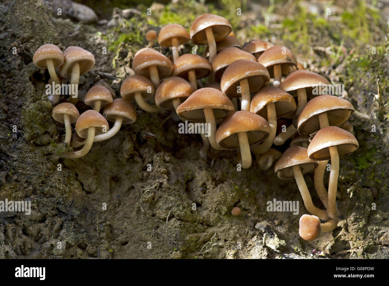 Conifer Tuft (Hypholoma capnoides) Stock Photo