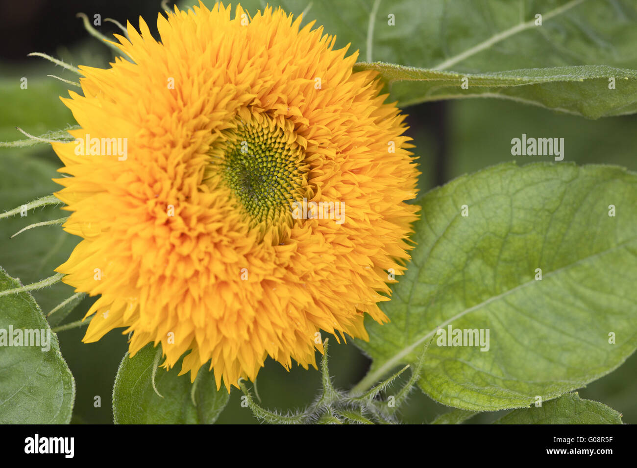 Teddy Bear Sunflower Stock Photo