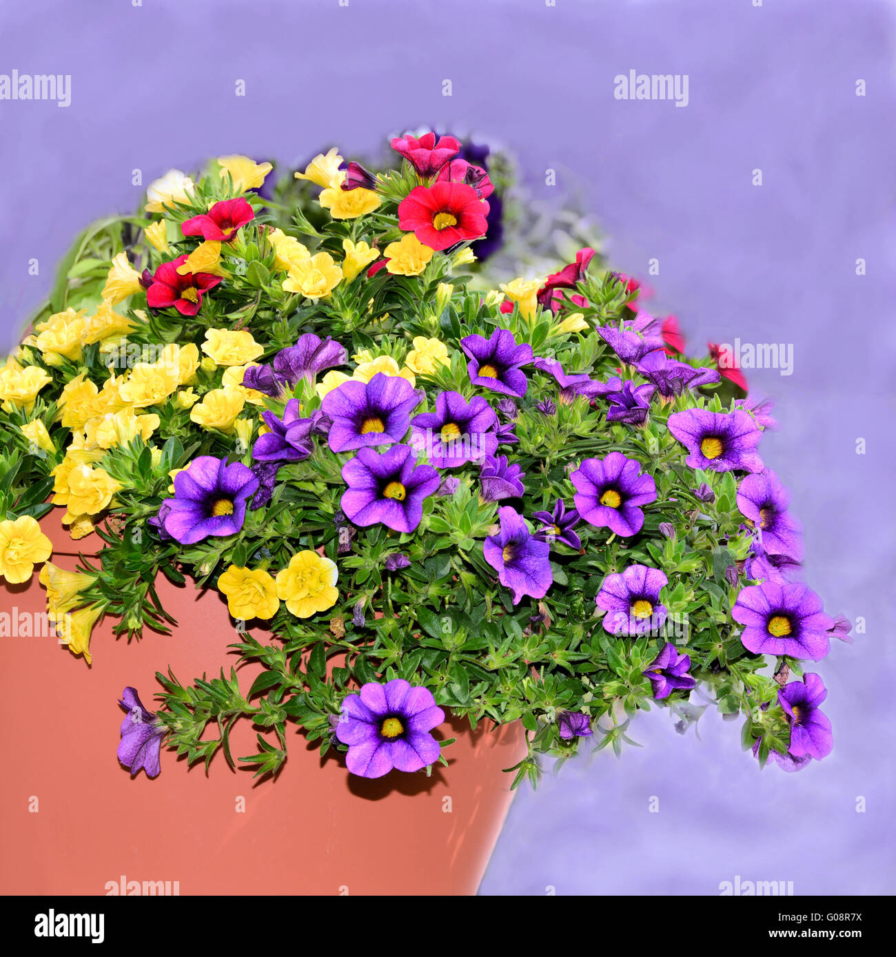 Mini petunias in the flower pot Stock Photo