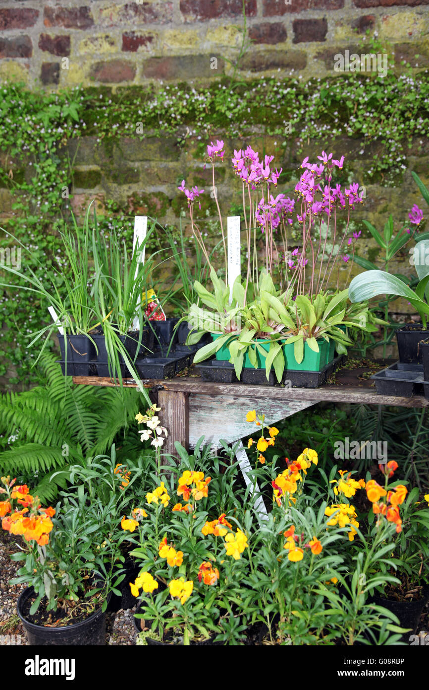 Potted plants and herbs in a garden Stock Photo