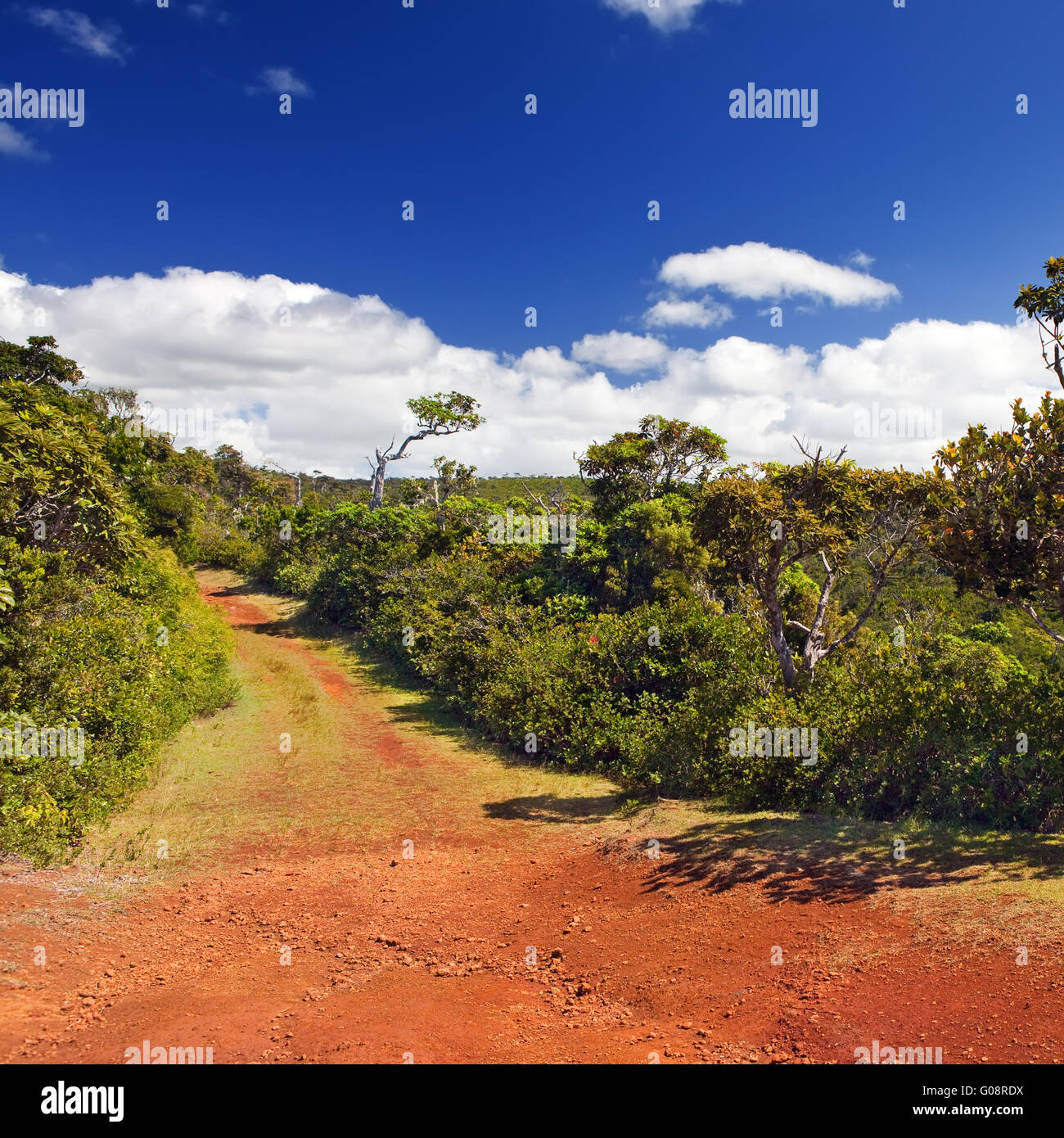 red earth, Park Black river . Mauritius Stock Photo Alamy