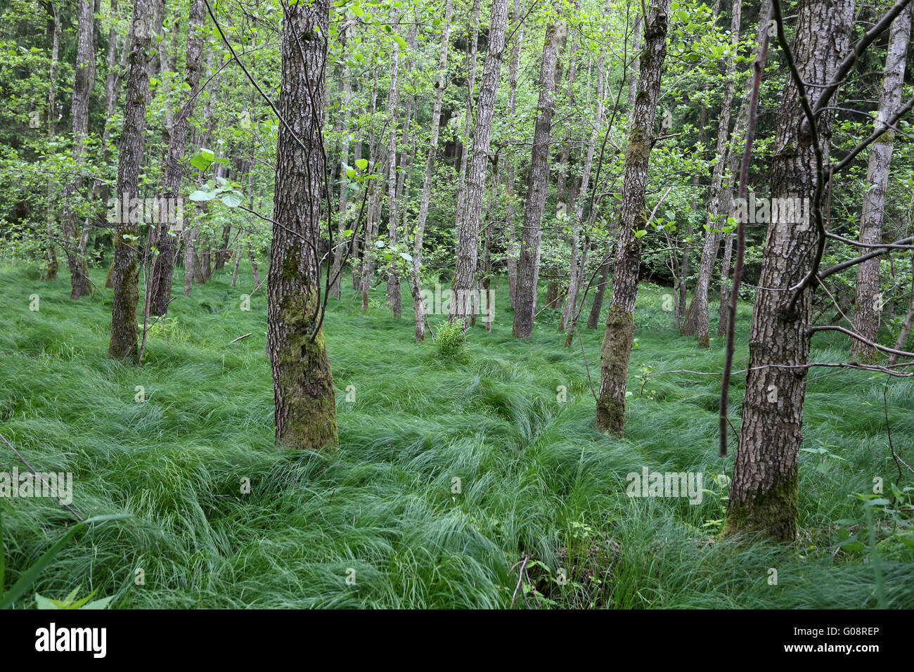 Alder marsh forest with Alnus glutinosa, Bavaria Stock Photo