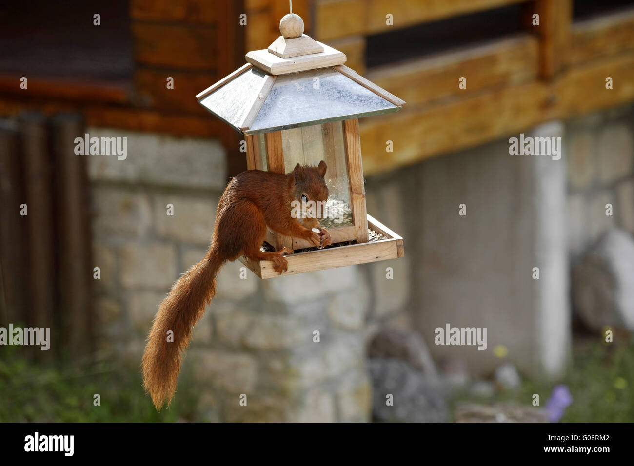 Red squirrel / Sciurus vulgaris on bird feeder Stock Photo