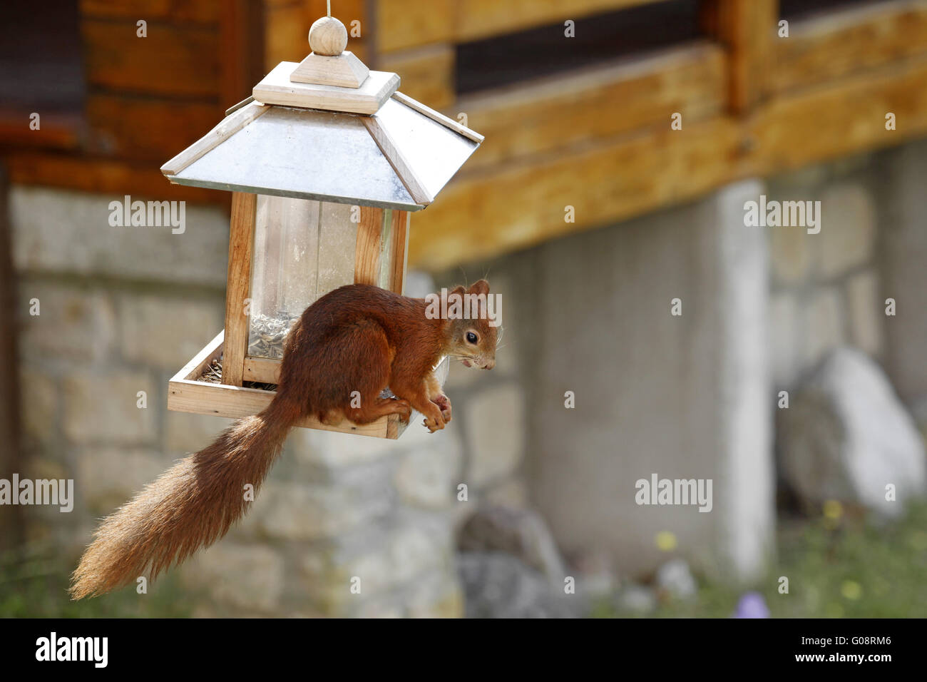 Red squirrel / Sciurus vulgaris on bird feeder Stock Photo
