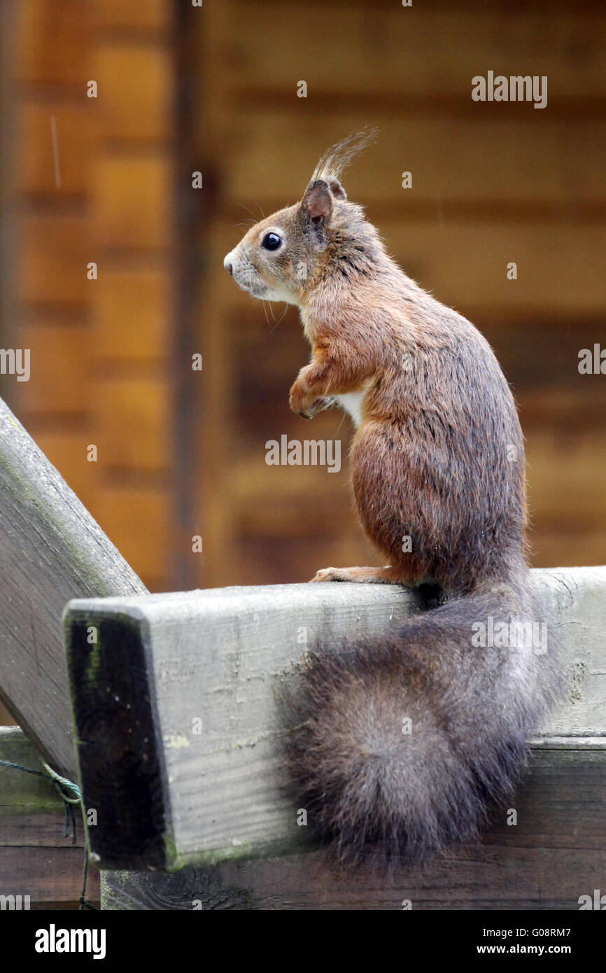 Alert Red squirrel / Sciurus vulgaris Stock Photo