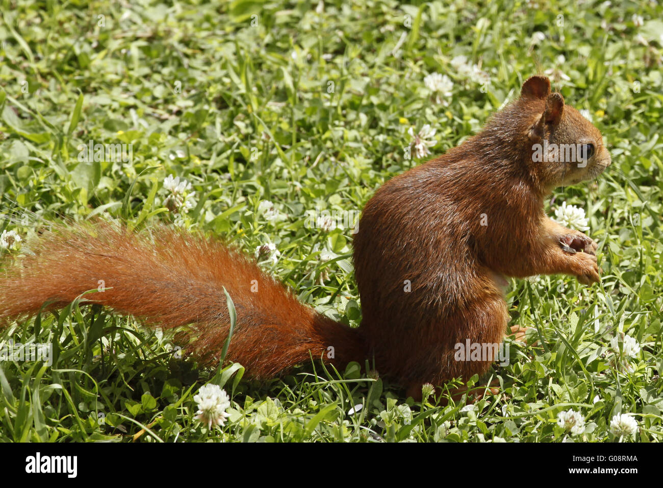 Red squirrel / Sciurus vulgaris on the lawn Stock Photo