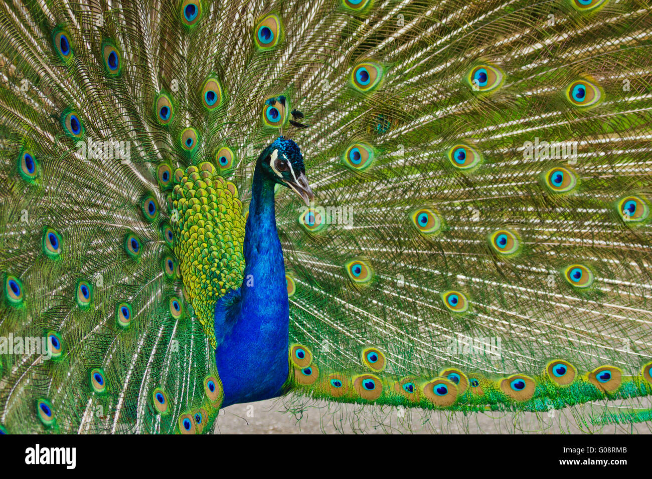 Indian Peafowl or Blue Peafowl (Pavo cristatus Stock Photo - Alamy