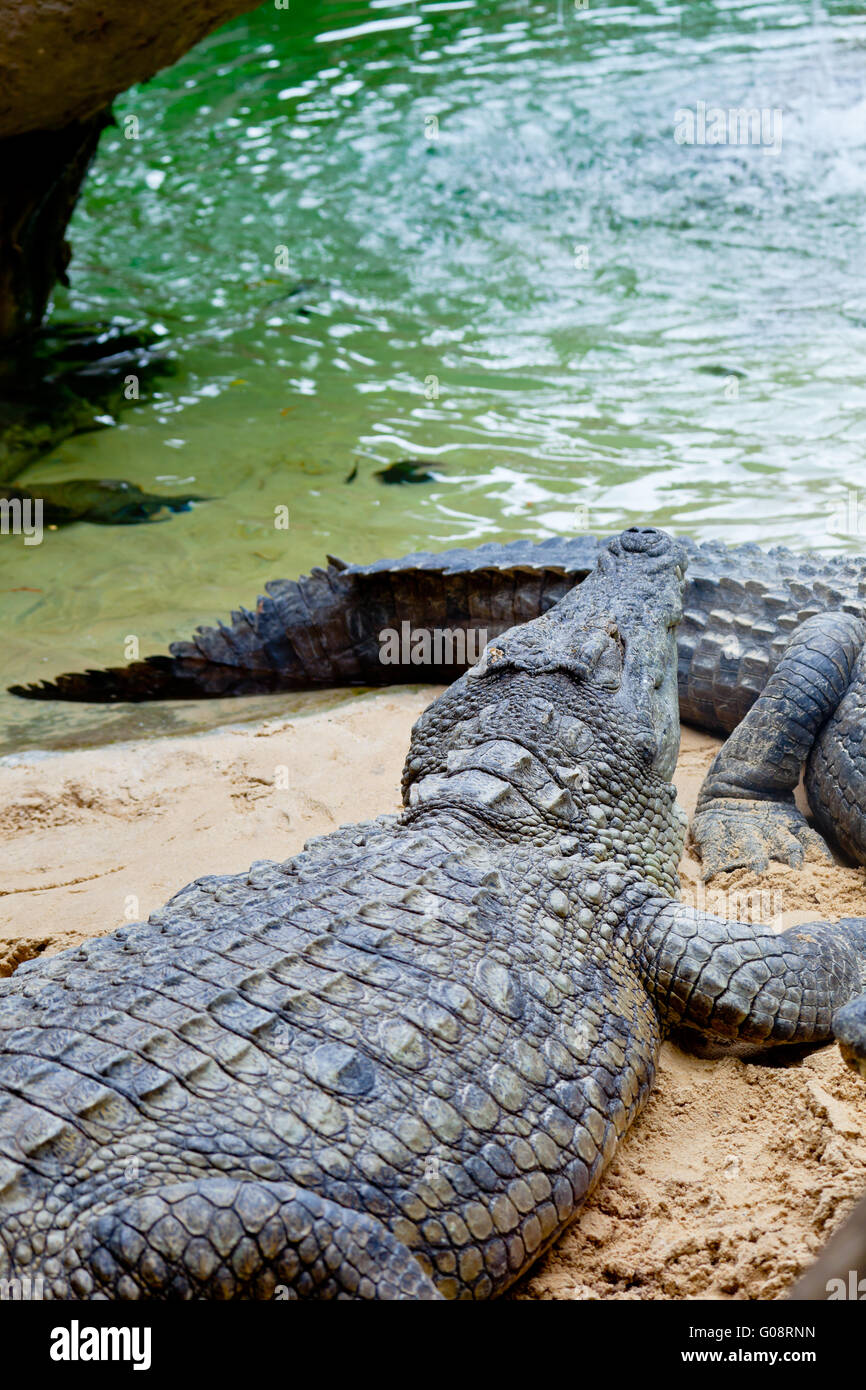 A nile crocodile, Crocodylus niloticus Stock Photo