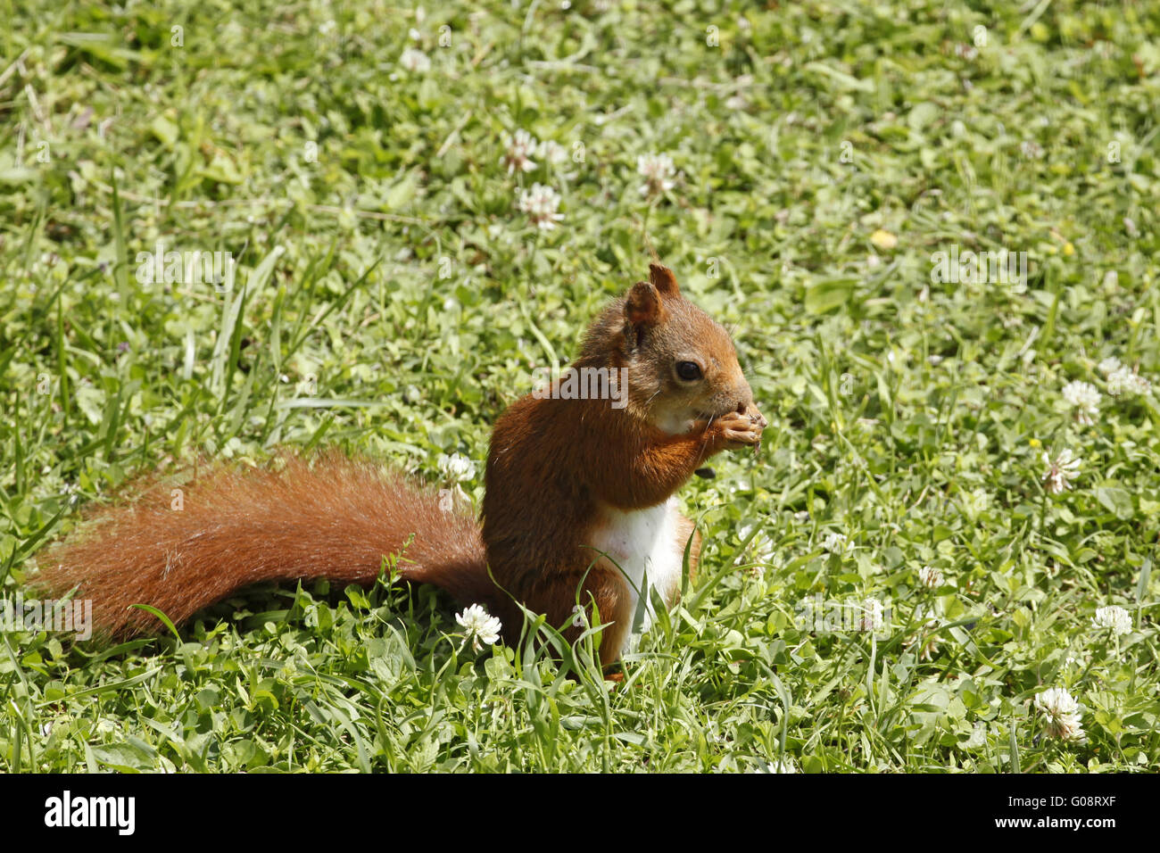 Red squirrel / Sciurus vulgaris on the lawn Stock Photo