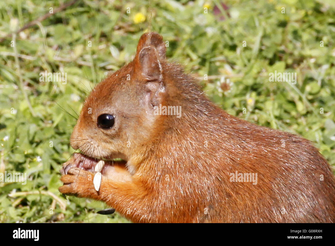 Portrait of Red squirrel / Sciurus vulgaris eating Stock Photo