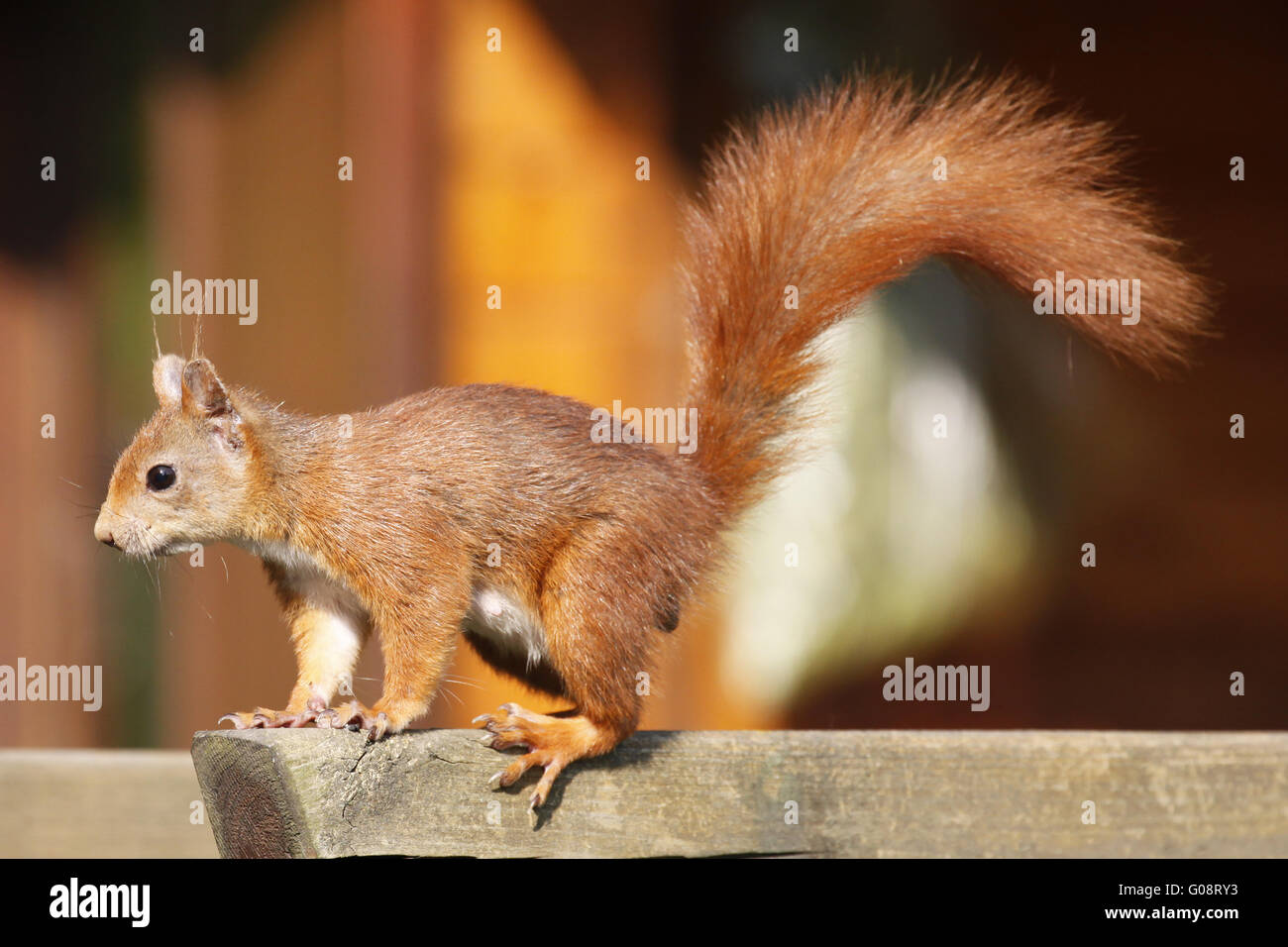 Alert Red squirrel / Sciurus vulgaris Stock Photo