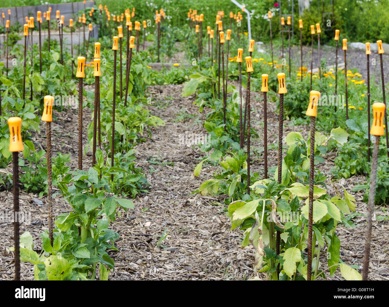 field of dahlias with dibble sticks and orange cap Stock Photo