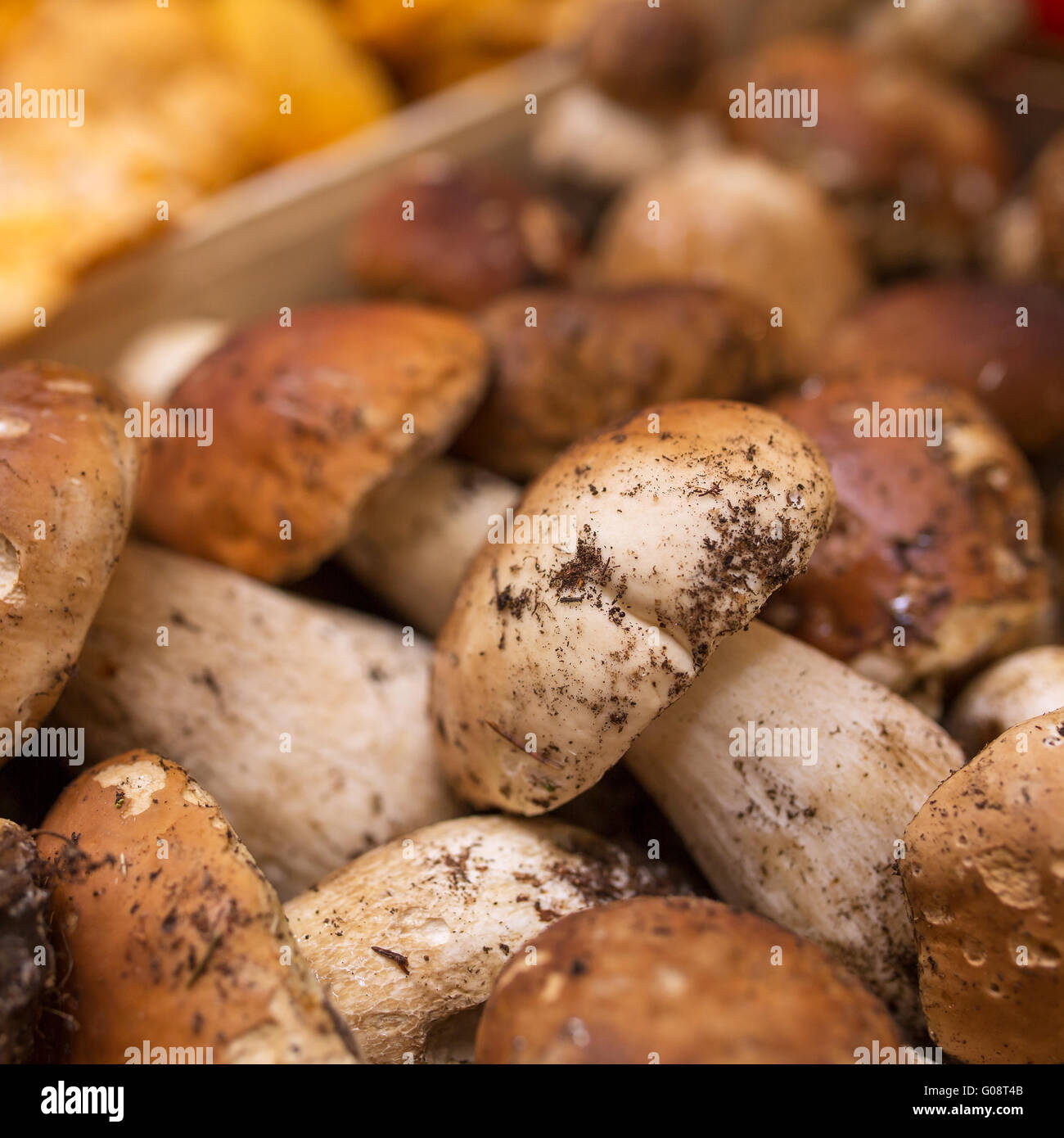 Porcini italy hires stock photography and images Alamy