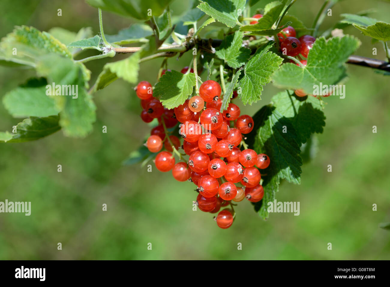 Red Currant Stock Photo