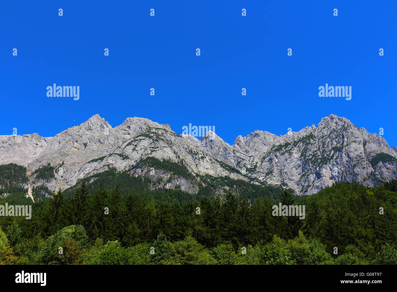 Beautiful mountain forest Stock Photo