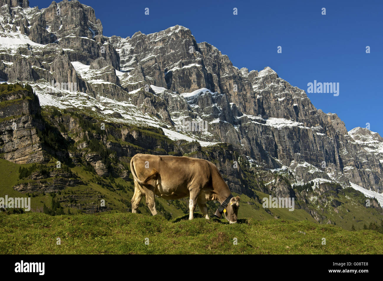 Cow grazing on an alpine pasture, Uri, Switzerland Stock Photo