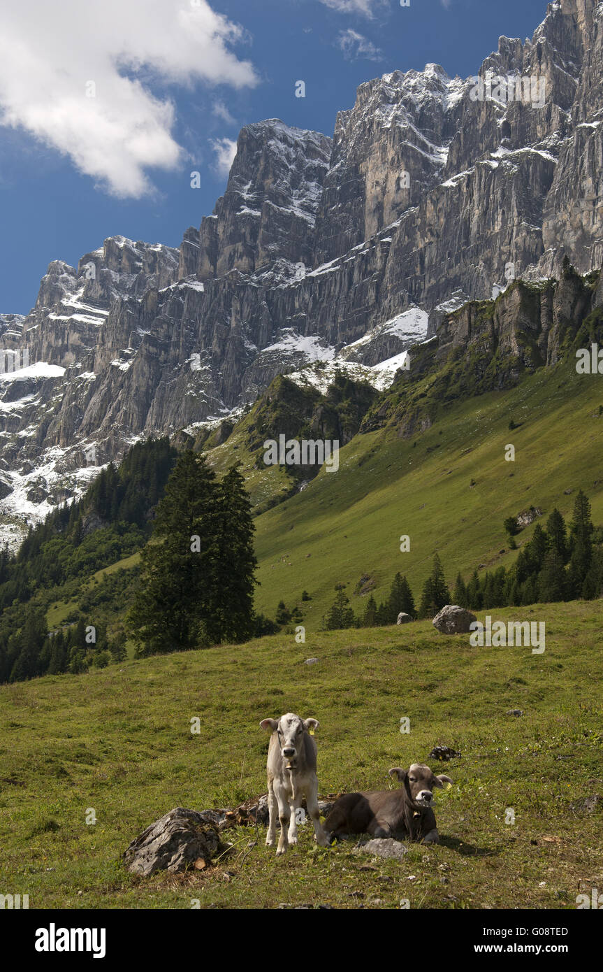 Calves on an alpine pasture, Uri, Switzerland Stock Photo