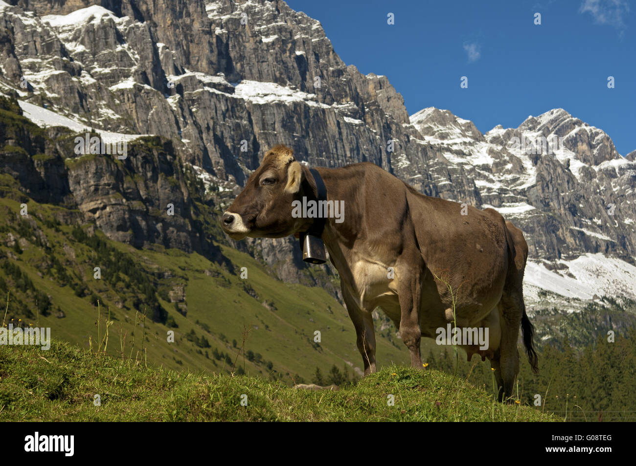 Cow grazing on an alpine pasture, Uri, Switzerland Stock Photo