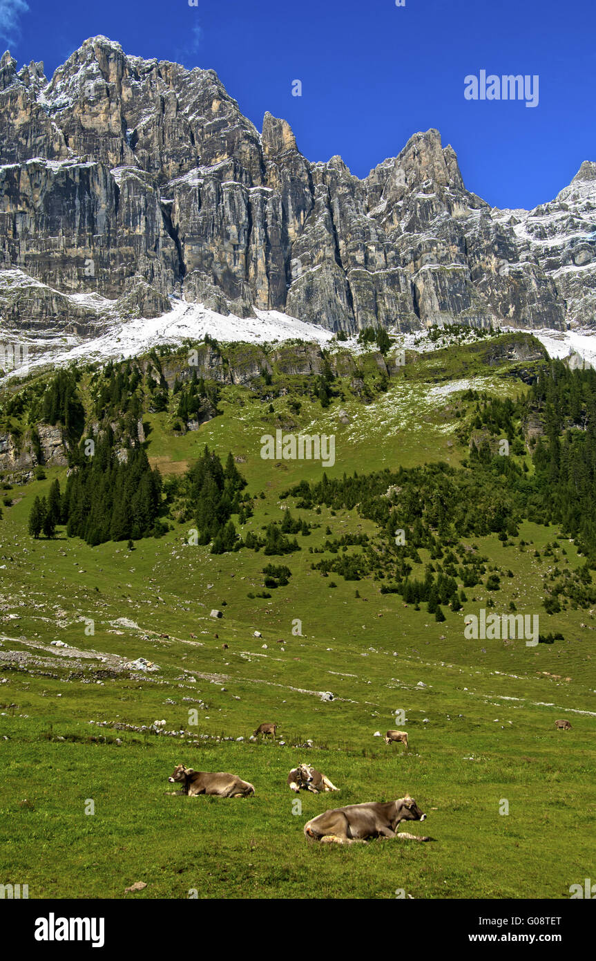 Urnerboden pasture, canton of Uri, Switzerland Stock Photo