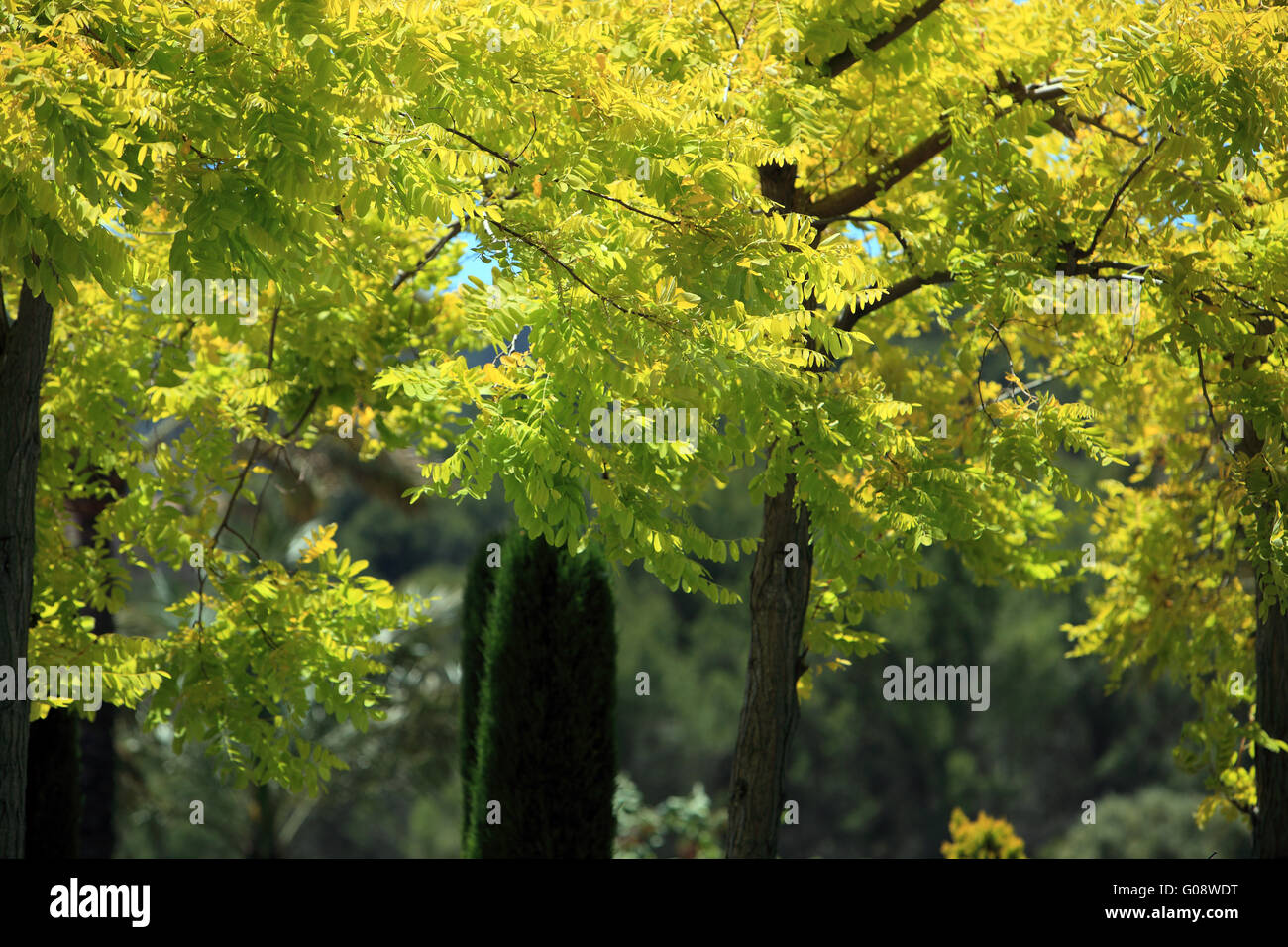 Leafy trees with yellow foliage Stock Photo Alamy