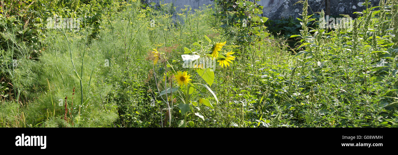 unkempt farmers garden with fennel and sunflowers Stock Photo