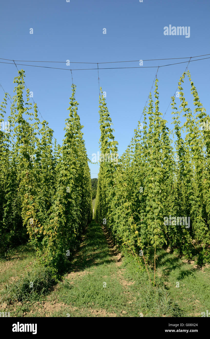 Hop Shoots Stock Photos & Hop Shoots Stock Images - Alamy