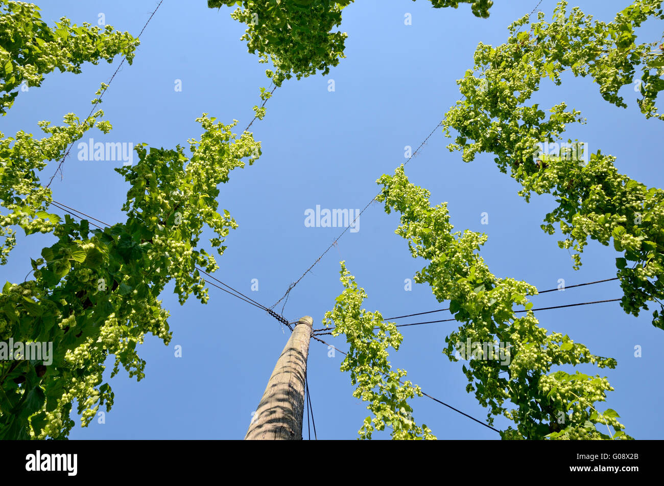 Entwining Entwining High Resolution Stock Photography and Images - Alamy