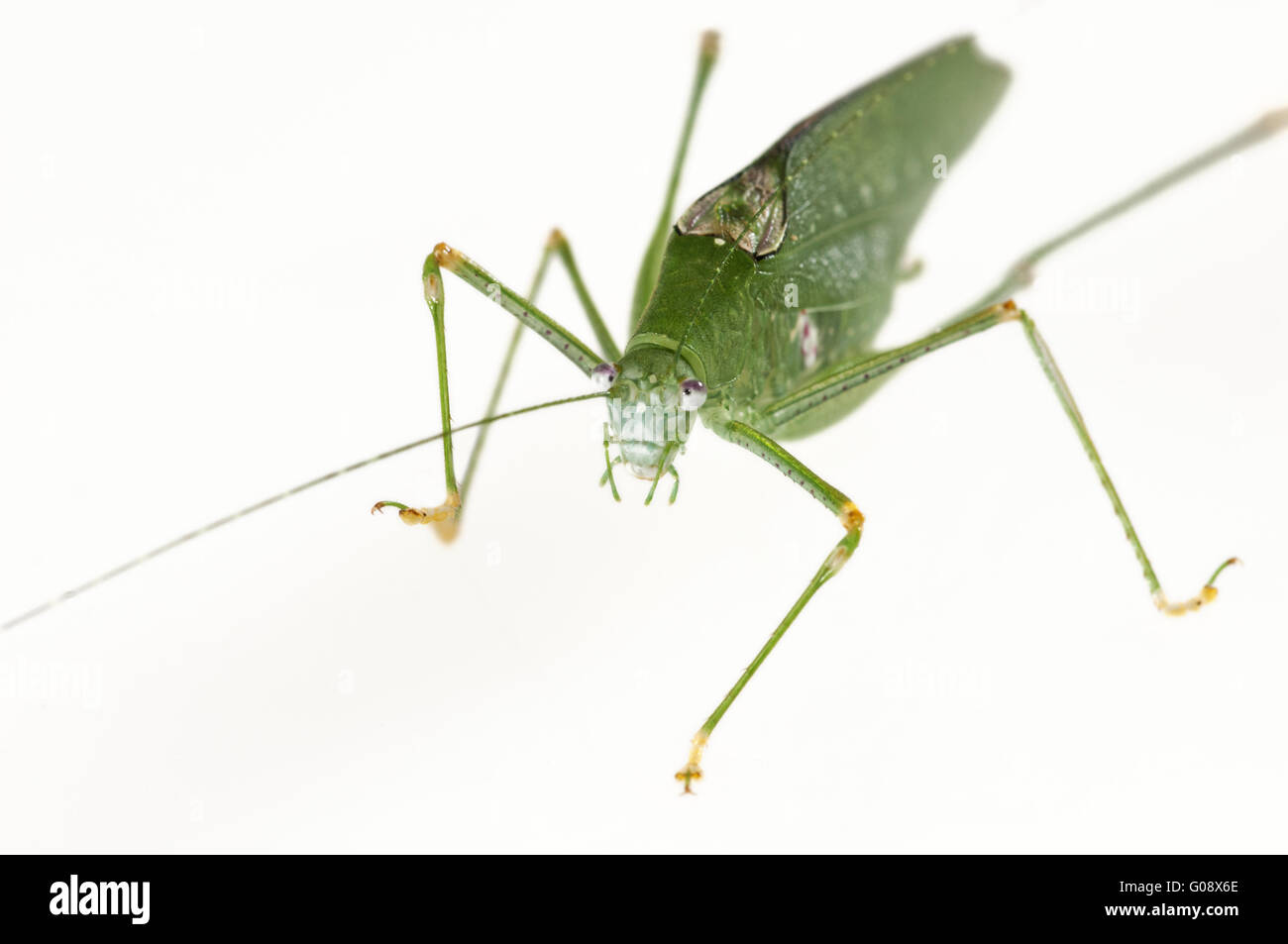 Green-colored variant of an Oblong-Winged katydid Stock Photo