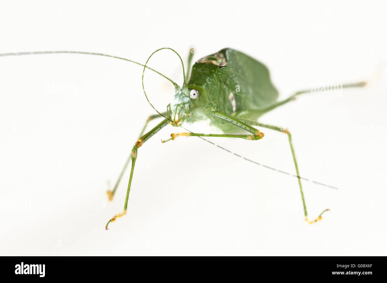 Green-colored variant of an Oblong-Winged katydid Stock Photo