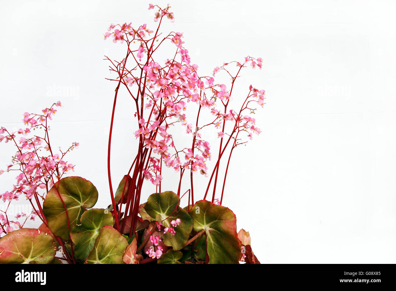 Pretty pink pelargonium flowera Stock Photo