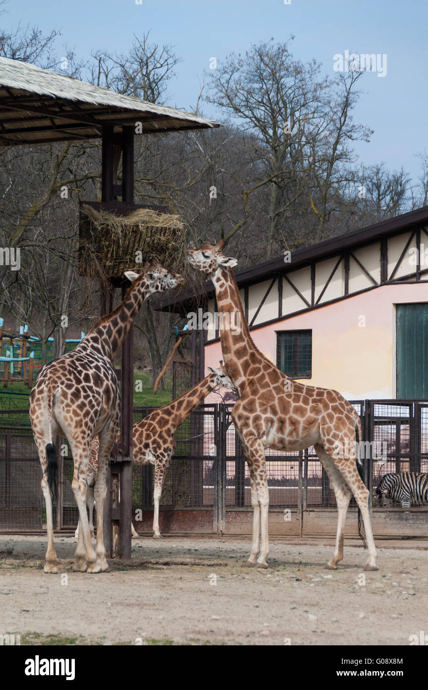 Bratislava Zoo High Resolution Stock Photography and Images - Alamy