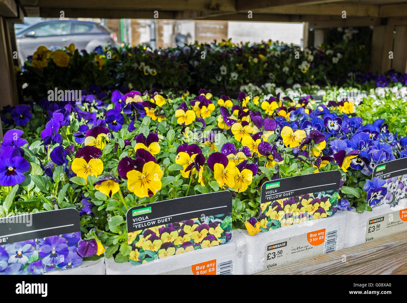 bedding plants on sale at a garden centre Stock Photo