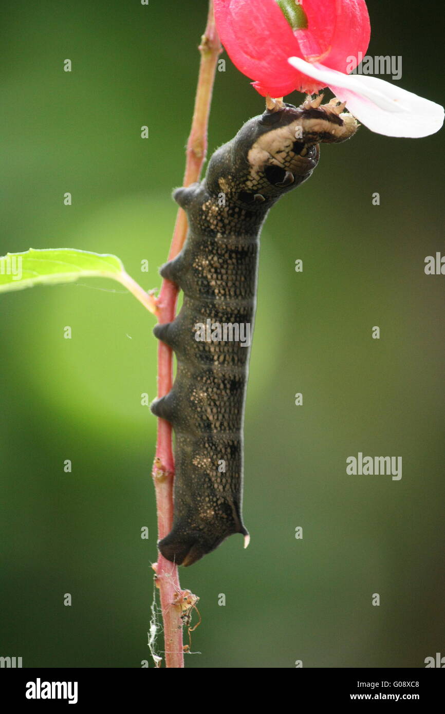Caterpillar eat Stock Photo Alamy