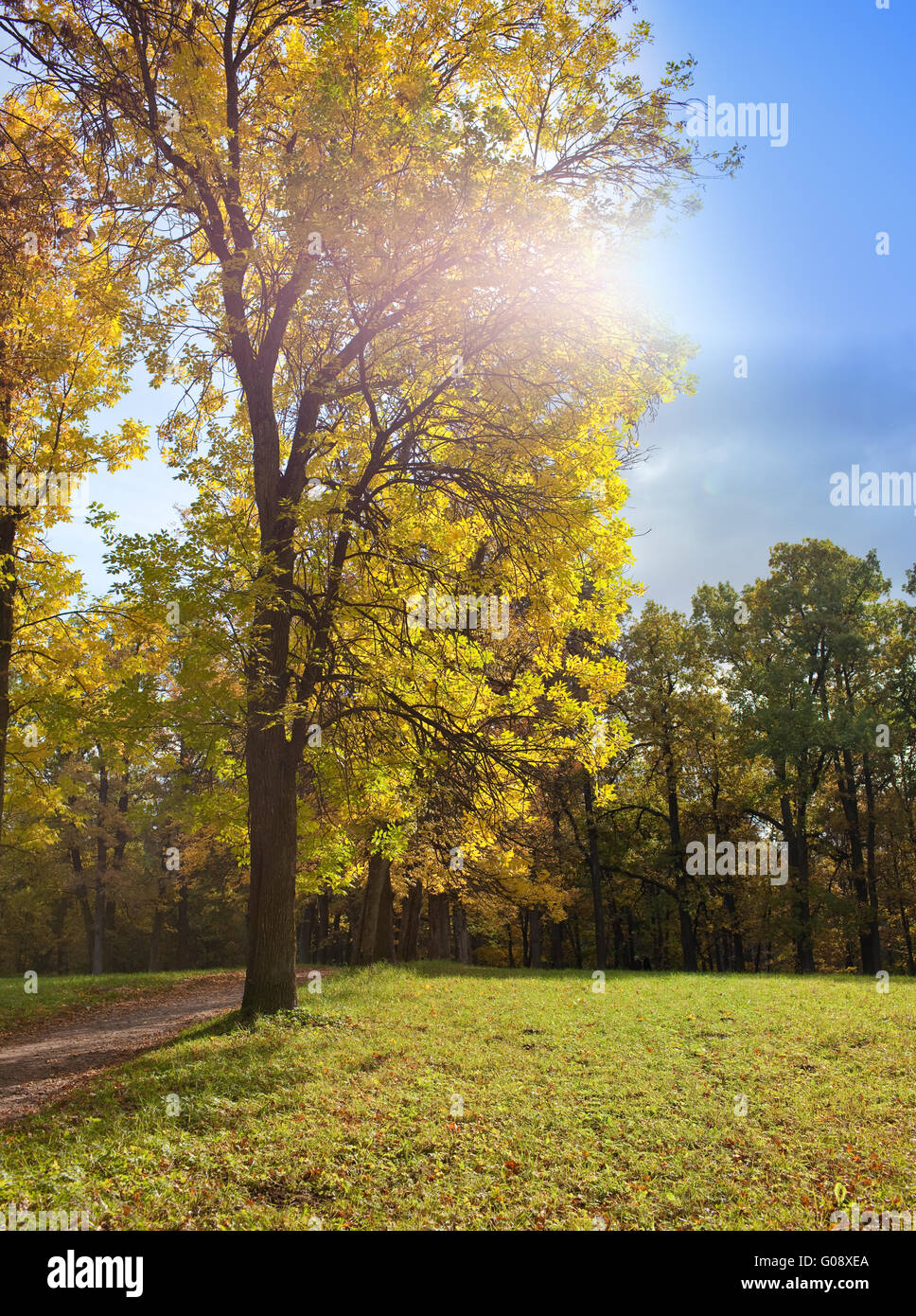 Autumn tree with bright foliage on a blue sky back Stock Photo - Alamy